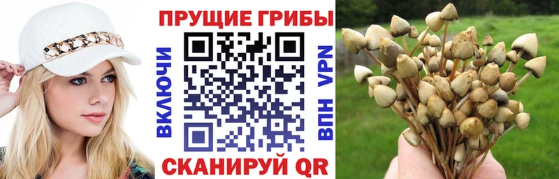 Псилоцибиновые грибы мицелий  Яблоновский 